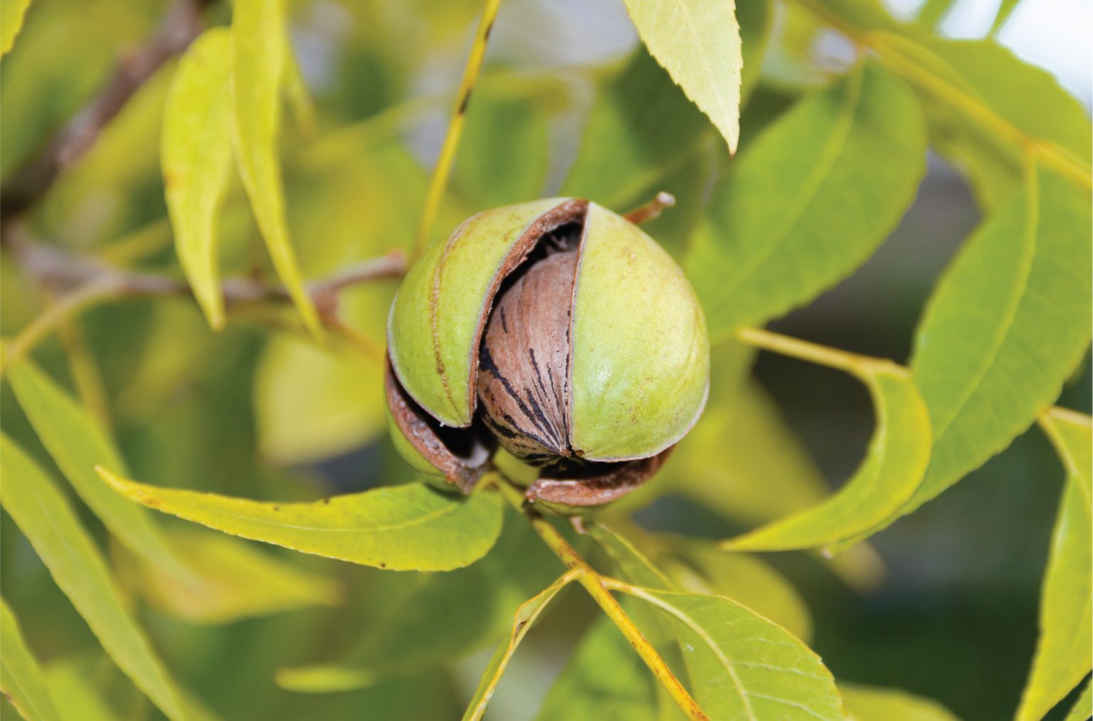 Organic Shea Butter – Roots